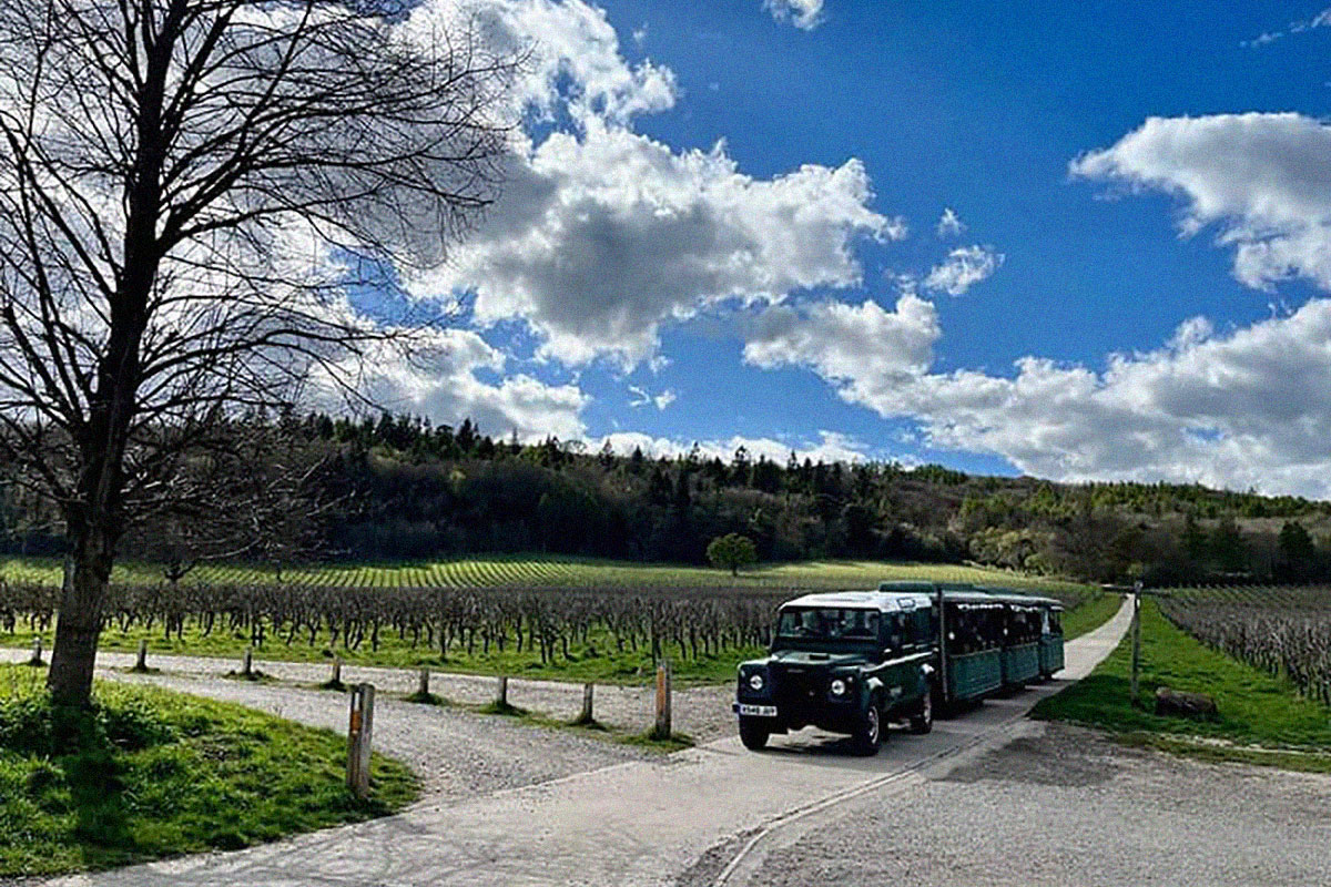 Denbies vineyard train tour